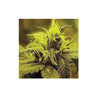 A1 Haze Sagarmatha Seeds feminized