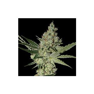 Acid feminized Paradise Seeds