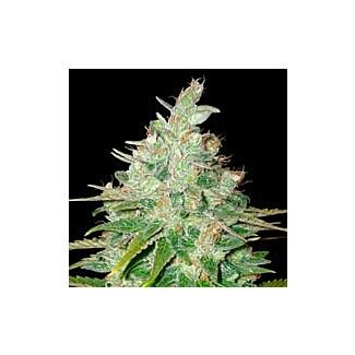 Graines Afghan Kush x Black Domina feminisées World of Seeds