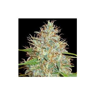 Afghan Kush x Skunk feminized seeds World of Seeds