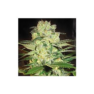 Afghan Kush x White Widow feminized seeds World of Seeds