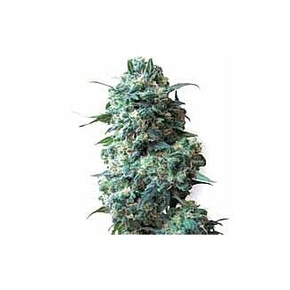 Afghan Kush regular seeds White Label