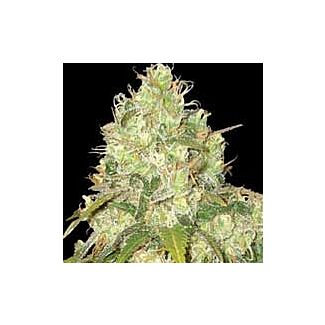 Afghan Kush x Yumbolt feminized seeds World of Seeds