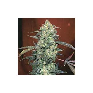 Ak47 semillas feminizadas Serious Seeds