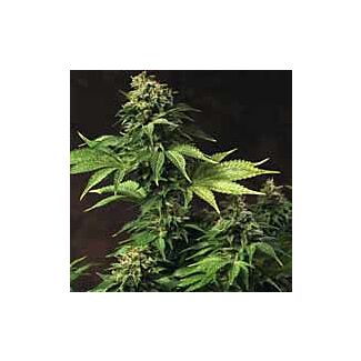 Akorn feminized seeds TH Seeds