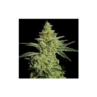 Allkush feminized Paradise Seeds