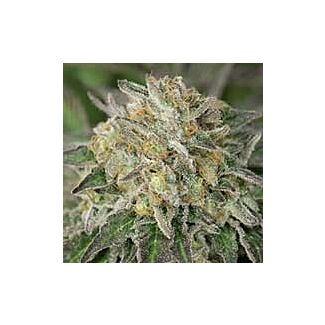 Amherst Sour Diesel Humboldt Seeds feminized