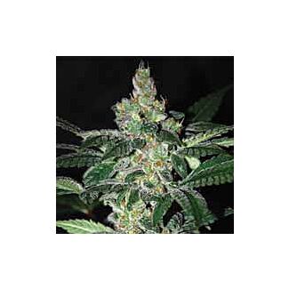 Amnesia feminized seeds World of Seeds