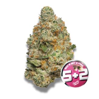 Apple Fritter Autoflower