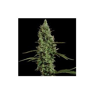 Atomical Haze feminized Paradise Seeds