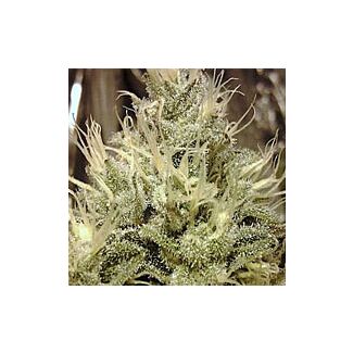 Aurora Indica feminized Nirvana Seeds