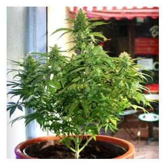 Auto Acid Paradise Seeds autoflowering