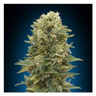 Graines Auto Afghan Mass 00 Seeds