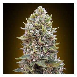 Auto Cheese Berry 00 Seeds