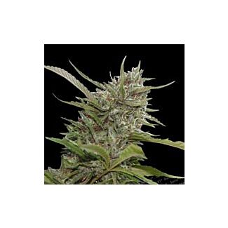 Auto Whiteberry Paradise Seeds autoflowering