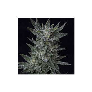 Semillas Auto Bubblegum TH Seeds Autoflorecientes