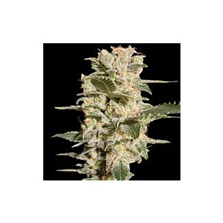 Belladonna Paradise Seeds feminized