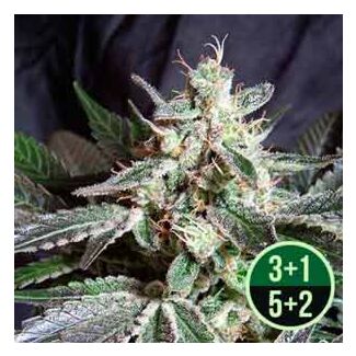 Black Jack sweet seeds