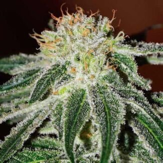 Black Russian feminized Delicious Seeds