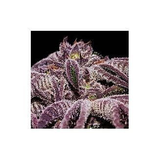 Blackberry feminized Nirvana Seeds