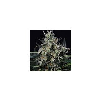 BlackJack feminized Nirvana Seeds