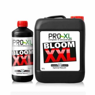 Bloom XXL