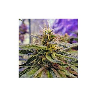 Blue Mystic feminized Nirvana Seeds