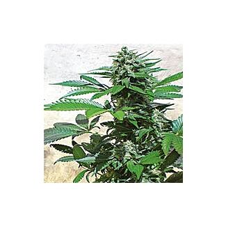 Blue Rhino feminized Positronics