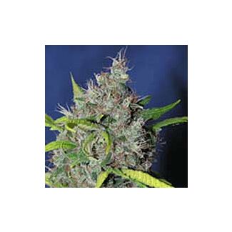 Blueberry Bud Sagarmatha Seeds feminized