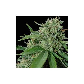 Brazil Amazonia feminized seeds World of Seeds