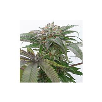 Bubba Kush 2.0 Humboldt Seeds feminized