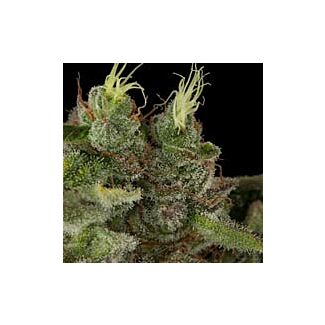 Bubba Kush Humboldt Seeds feminized