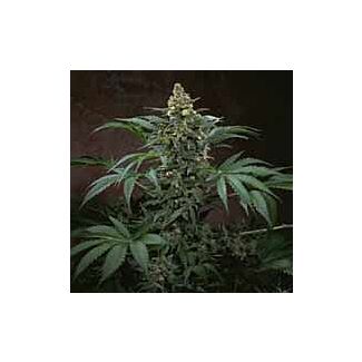 Graines Bubblegum TH Seeds