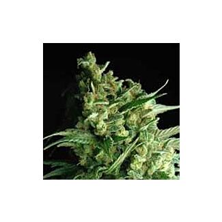 Semillas Doublebubbleberry Sagarmatha Seeds feminizada