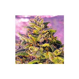 Bubblelicious feminized Nirvana Seeds