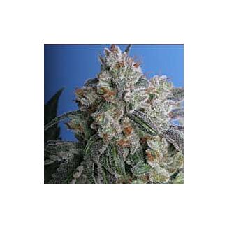 Graines Burmese Kush TH Seeds régulier