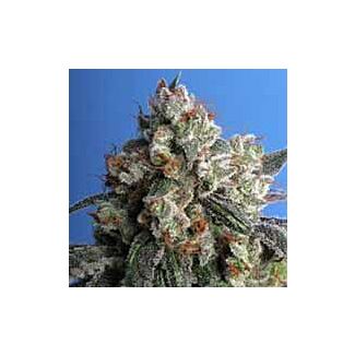 Burmese Kush feminized seeds TH Seeds