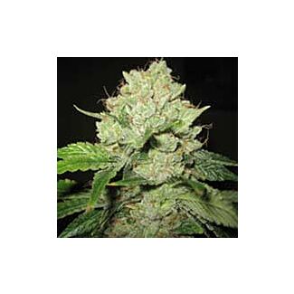 Semillas Cal-train Wreck Sagarmatha Seeds feminizada