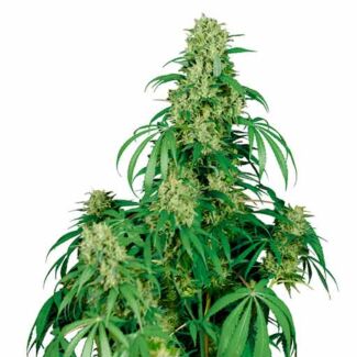 Calamity Jane Buddha Seeds