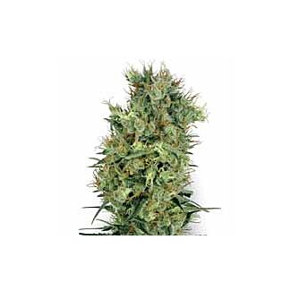 Graines Cali Orange Bud regulieres White Label