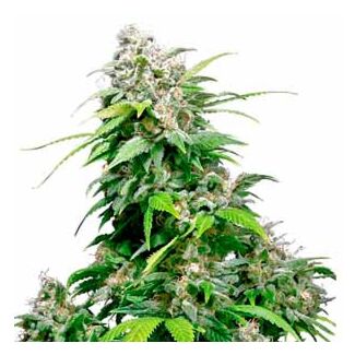 California Indica feminized