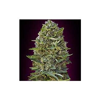 Graines Caramel Kush 00 Seeds feminisées