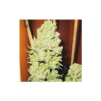 Vente de graines Channel+ Medical Seeds