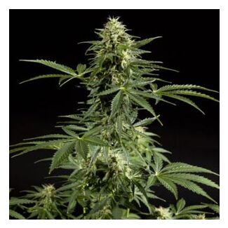 Graines Cheesy Auto Philosopher Seeds autofloraison