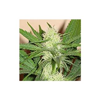 Cheez Wreck Sagarmatha Seeds feminized