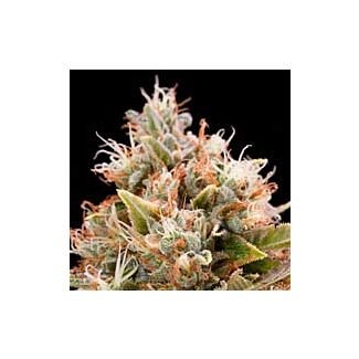 Chemdawg Humboldt Seeds feminized