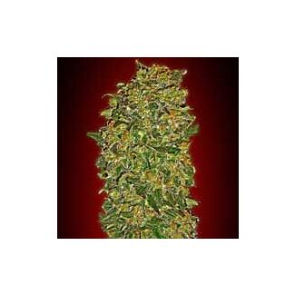 Graines Chocolate Kush 00 Seeds feminisées