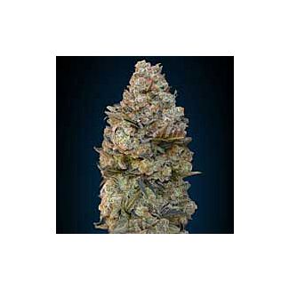 Graines Chocolate Skunk 00 Seeds feminisées