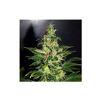 Semillas Chronic Haze feminizadas World of Seeds