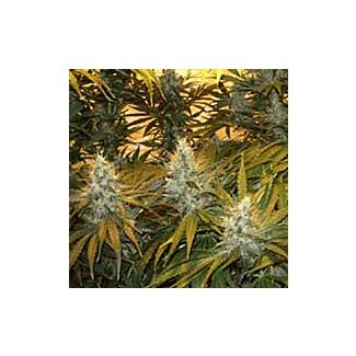 Graines Chunky Cheeze Sagarmatha Seeds feminisées